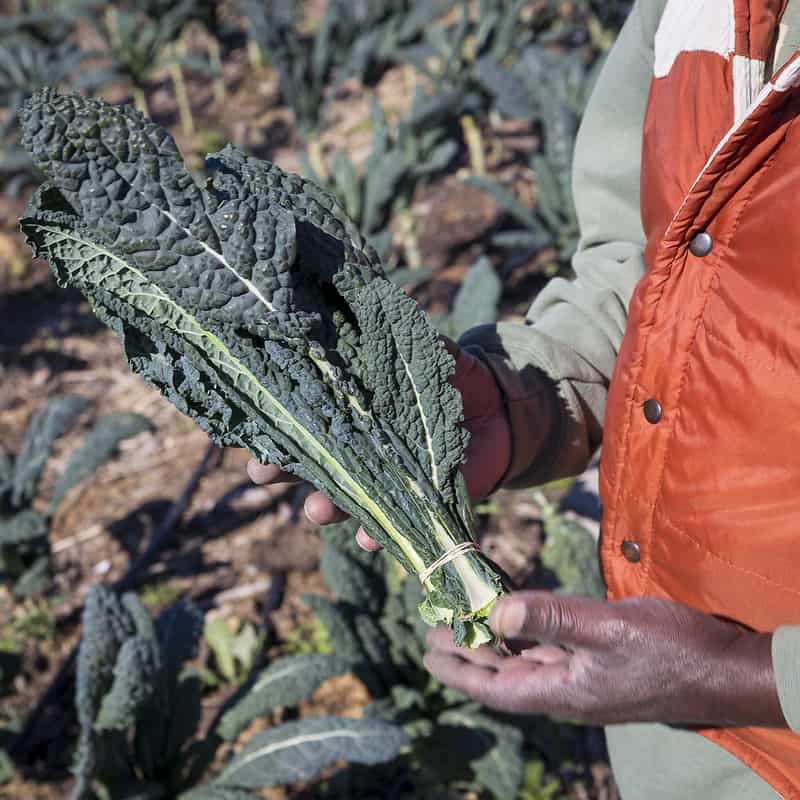 Farmer holds Toscano kale